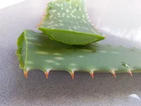 Aloes