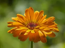 Ringelblume